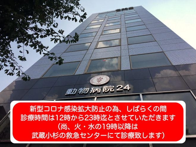 東京動物病院24 東京動物病院24は 東京都内品川区にあり 祝日 休日 夜間 救急時も診療する動物病院です