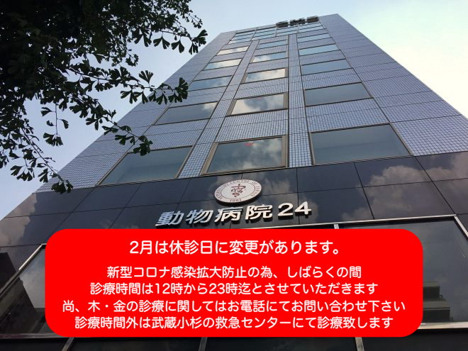 東京動物病院24_東京都品川区の動物病院